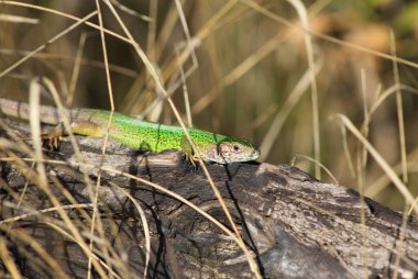 Doğadaki kertenkele