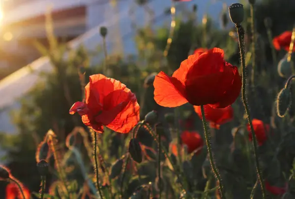 kırmızı gelincik çiçekleri, güzel yaz manzarası günbatımı ışığında