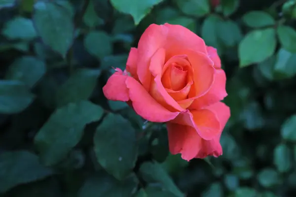 Güzel pembe gül çiçeği