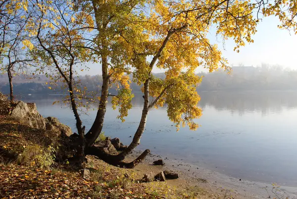 Sonbahar manzarası, sarı yapraklar, ağaçlar ve bir göl.