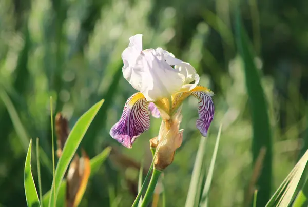 Bahçedeki güzel iris çiçekleri