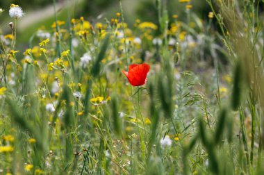 Güzel Kırmızı Gelincik Çiçeği 