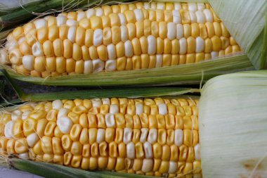 Mısır koçanı yeşil mısır