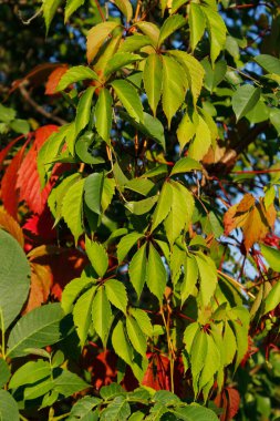 Güzel botanik fotoğrafı, doğal duvar kağıdı.