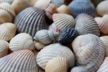 Kumda deniz kabukları