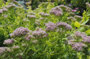Kapat - çiçek açan sedum 'un kapanışı