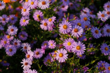 Bahçe güzel Kasımpatı çiçeği.
