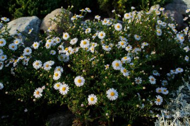 Bahçe yatağında güzel kasımpatı çiçekleri. Bahçe.