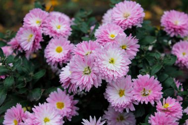 Bahçede güzel pembe kasımpatılar