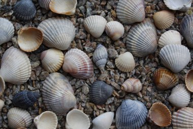 Sahilde deniz kabukları