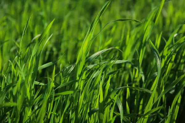 Bahçedeki yeşil çimenler