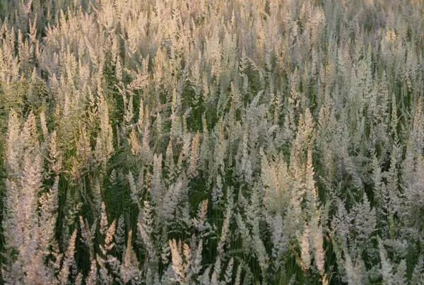 Doğada yabani otlar