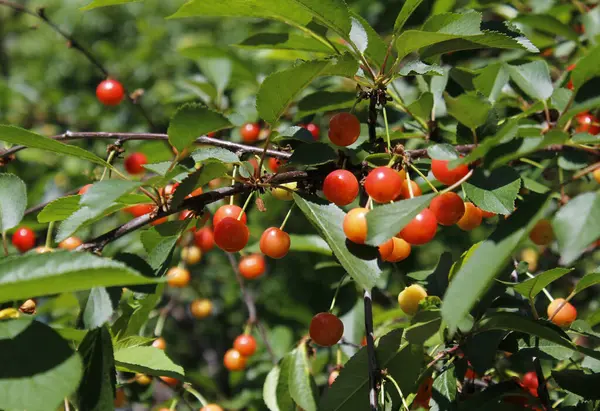 Olgun kırmızı kirazlar ağaçta