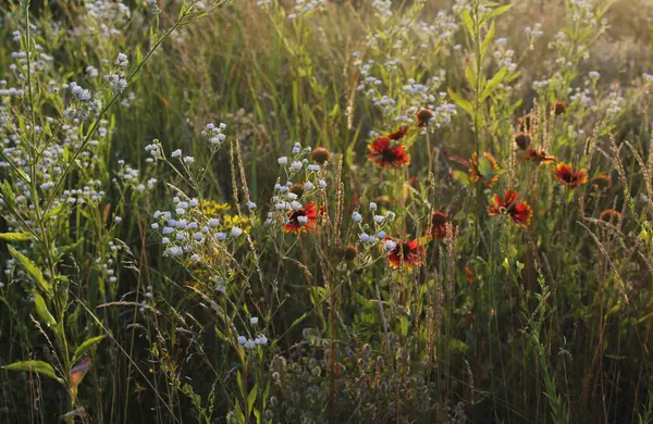 Çiçekler ve bitkilerle dolu yaz çayırları.