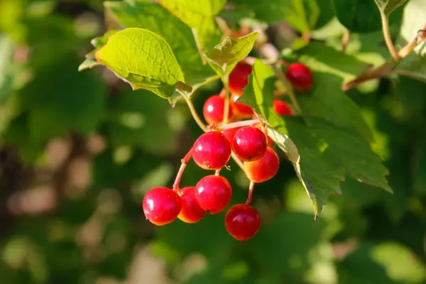 Yakın - kırmızı viburnum üzümleri