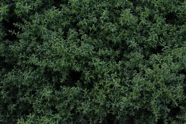 yeşil yapraklar doğal arkaplan