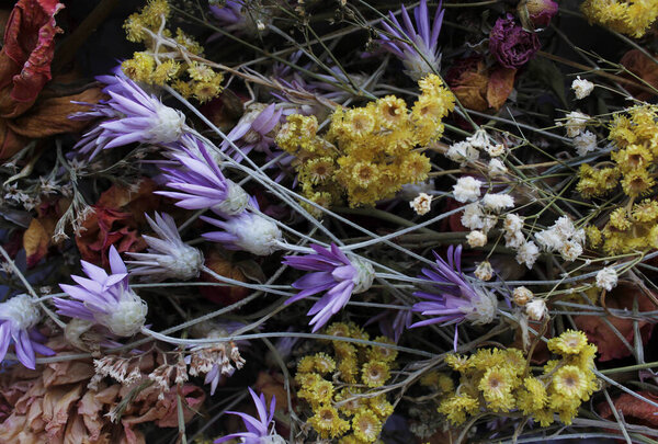 Dried Different Flowers Close-Up