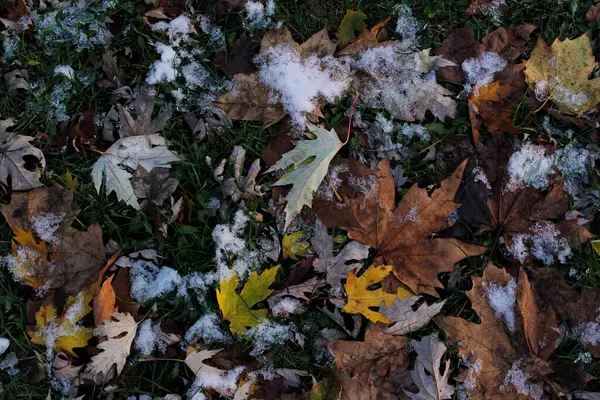 Karda sonbahar yaprakları