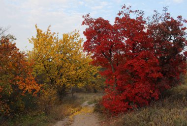 Renkli sonbahar ağaçları olan manzara