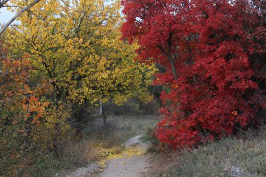 renkli sonbahar ağaçları orman