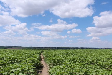 Tarlanın güzel manzarası