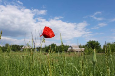 Bir tarlada kırmızı gelincik çiçeği