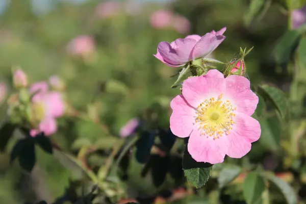 Bahçedeki güzel gül kalçası çiçekleri