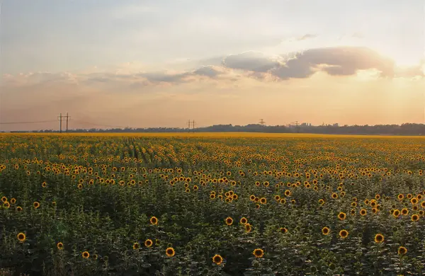 Gün batımı ile ayçiçeği alan