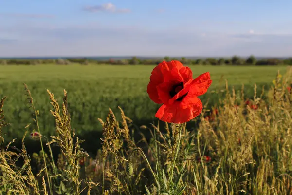 Yeşil tarlada kırmızı haşhaş çiçeği. Yaz manzarası.