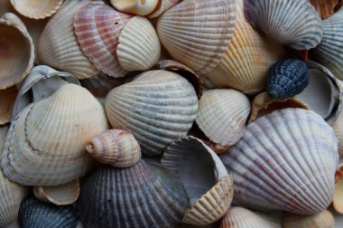 deniz kabukları ve deniz kabukları arka plan, üst manzara