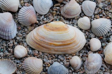 Sahilde deniz kabukları ve taşlar