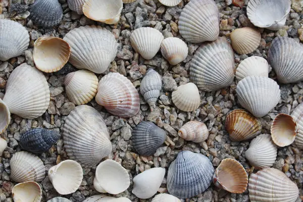 Kumsalda deniz kabukları