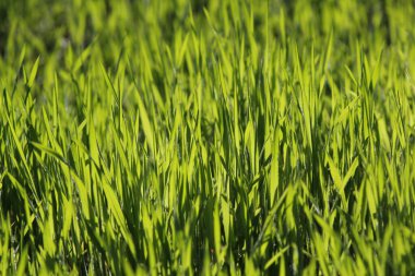 yeşil çimenler yakın