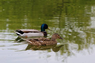 Ördek gölde yüzüyor.