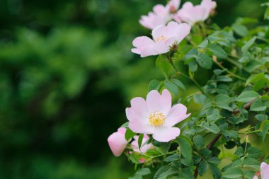 Baharda gül kalça çiçekleri