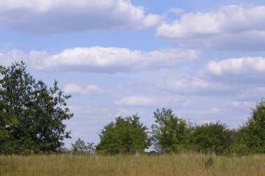 Yazın mavi gökyüzü ve bulutlarla dolu yeşil bir çayır manzarası.