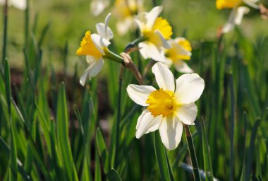 Bahçedeki nergisler