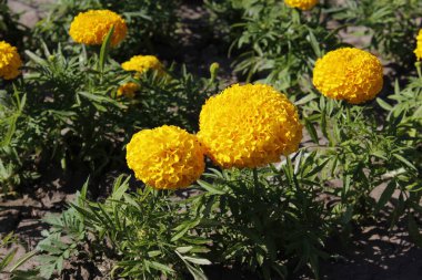 Bahçedeki kadife çiçekleri