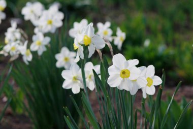 Çiçek tarhında büyüyen beyaz nergisler