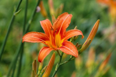 Bahçede portakal çiçeği