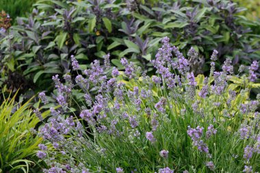 Parkta lavanta çiçekleri