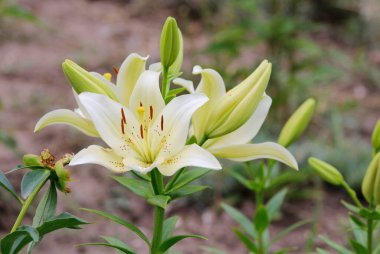 Bahçede güzel beyaz zambak