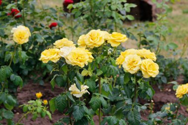 Bahçede güzel bir gül