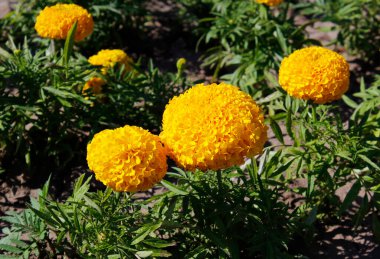 Bahçedeki kadife çiçeği.