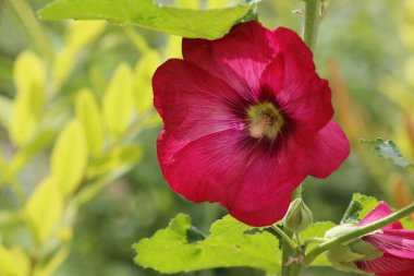 Bahçede ebegümeci çiçek