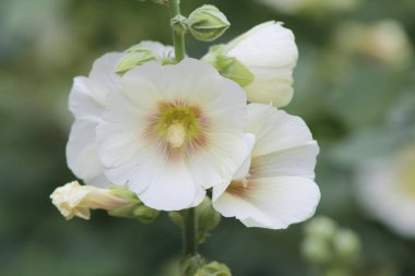 Bahçede ebegümeci çiçek