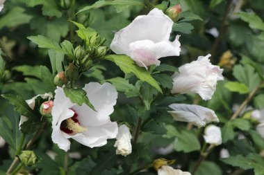 Bahçedeki güzel çiçekler