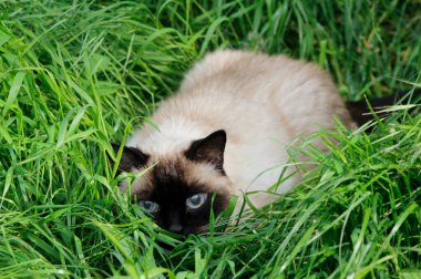 Otların arasında sevimli bir kedi