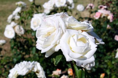 Bahçedeki güzel beyaz gül çiçeği