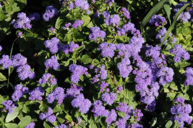 Bahçede mor çiçekler